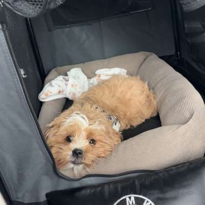 Hundetreffen-Hundespielen-Bild