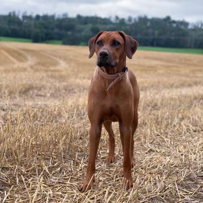 Hundetreffen-Spielstunde