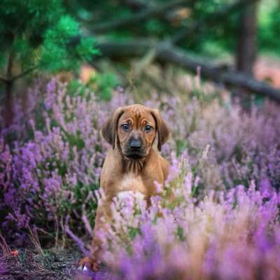 Hundetreffen-Welpentreff - Spielstunde