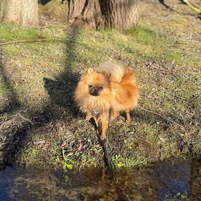 Hundetreffen-Spielgruppe in Brühl-Bild