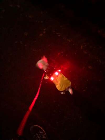 Beleuchtung am Hund-Beitrag-Bild