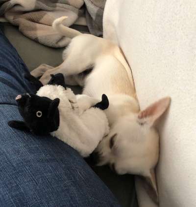 Wenn dein Hund vergisst was er ist...-Beitrag-Bild