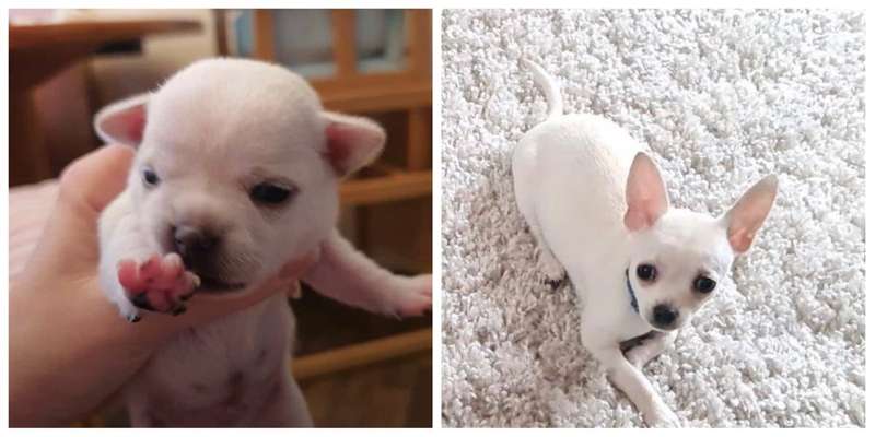 Wie groß waren eure welpen ?-Beitrag-Bild