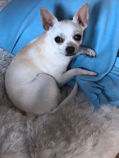 Reinrassige Hunde?-Beitrag-Bild