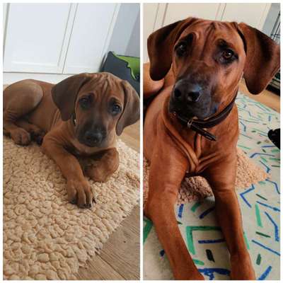 Welpen Bilder !-Beitrag-Bild