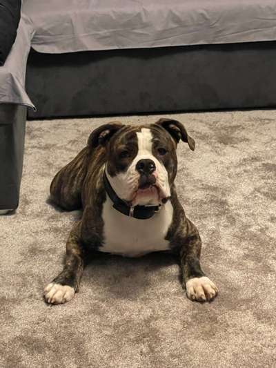 Olde English Bulldogge-Beitrag-Bild