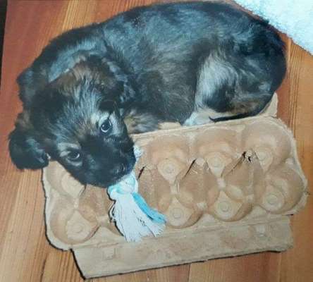 Welpen Bilder !-Beitrag-Bild