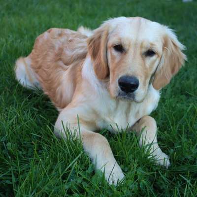 Hundetreffen-Spazierengehen mit Hund-Bild