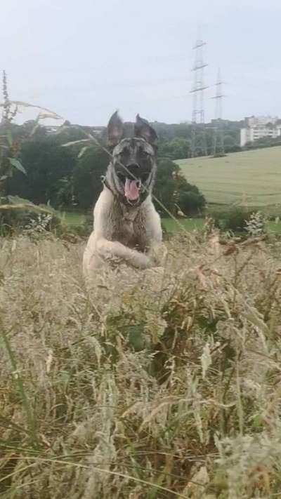 Hundetreffen-Spieltreffen auf der Grünen Insel Velbert Birth-Bild