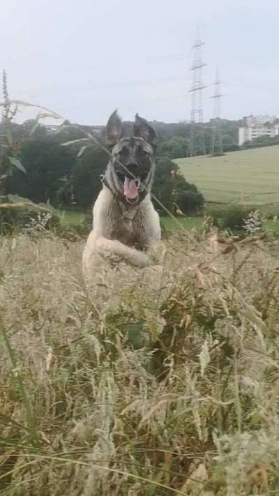 Hundetreffen-Spieltreffen auf der Grünen Insel Velbert Birth-Bild