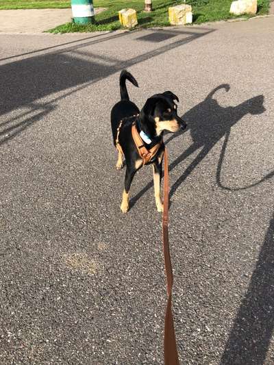 Immer der Nase nach - die schönsten Jagdhund-Bilder-Beitrag-Bild