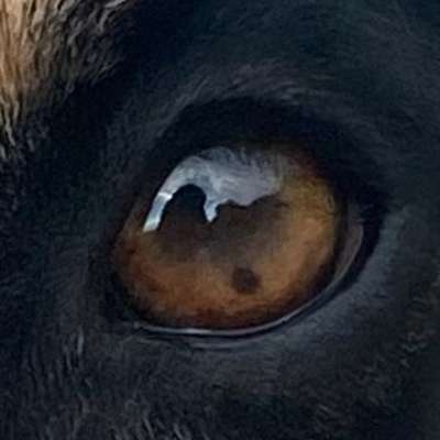 Meine Hündin Kayla hat ein dunklen Fleck im Auge (Irismelanom)-Beitrag-Bild