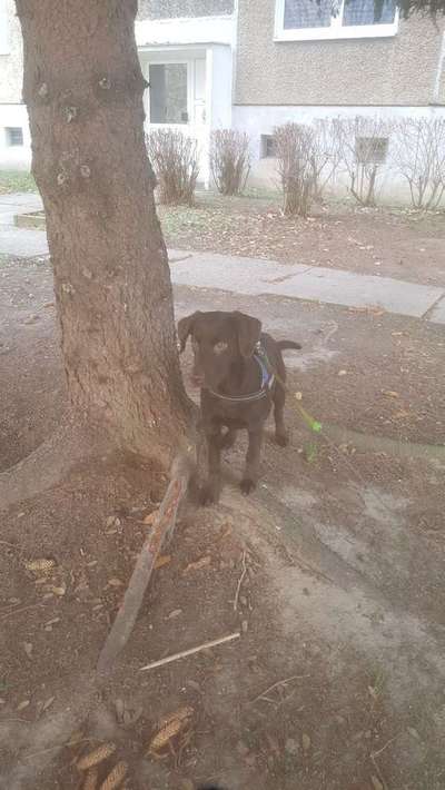 Rasseporträt Labrador-Beitrag-Bild