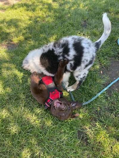 Hundetreffen-Welpentreff Nähe Alfried-Krupp-Kh Essen-Bild