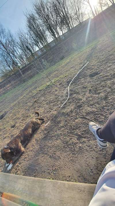 Hundeauslaufgebiet-Hafenrandstraße-Bild