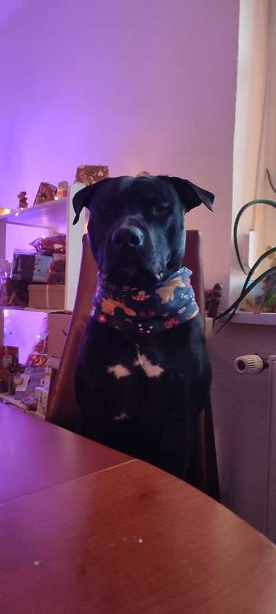 American Staffordshire Terrier 
Wo seit Ihr?-Beitrag-Bild