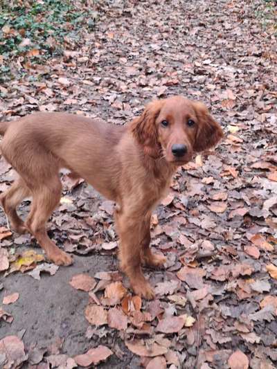 Setter Freunde ?-Beitrag-Bild