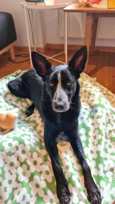 Podencomischling oder Podenco-Beitrag-Bild