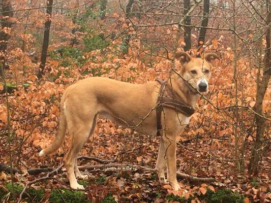 TierschutzhundeStammtisch🐕-Beitrag-Bild