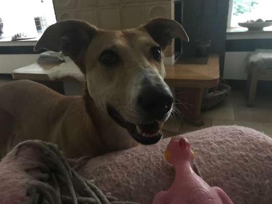 TierschutzhundeStammtisch🐕-Beitrag-Bild