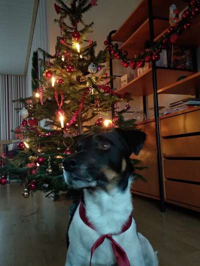 Challenge Nr. 8  Dein Hund im Weihnachtslook-Beitrag-Bild