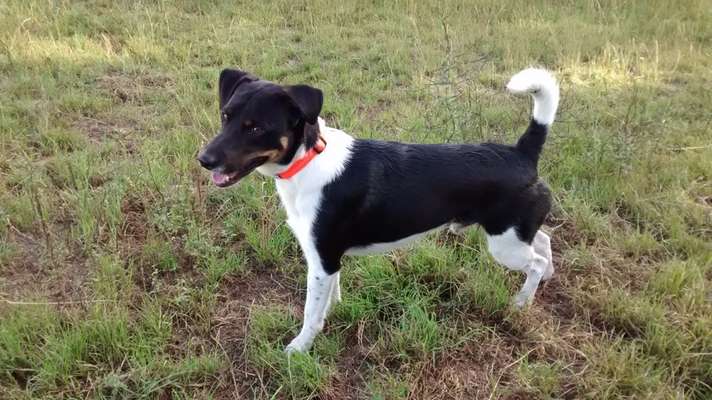 Welche Hunderasse-Beitrag-Bild