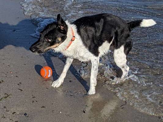 Hunde im Urlaub-Beitrag-Bild