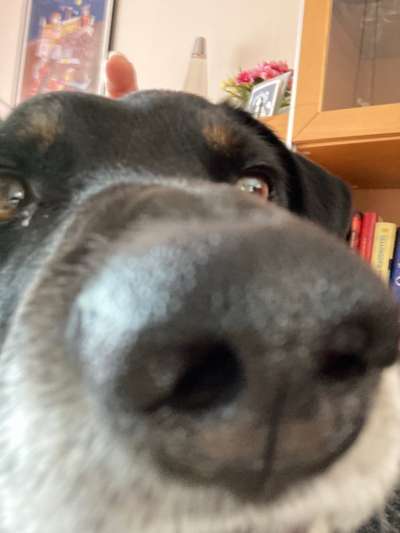 Zeigt her eure Hundenasen-Beitrag-Bild