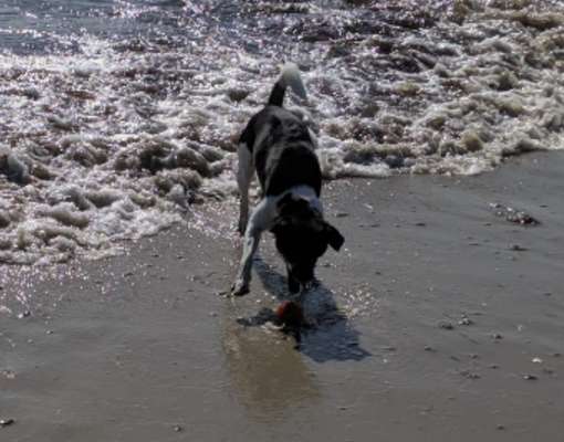 Die Dogorama Wochen Challenge: “Dein Hund im Urlaub”-Beitrag-Bild