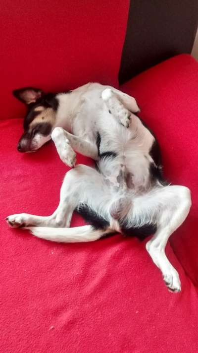 Die Dogorama Wochen Challenge-Beitrag-Bild