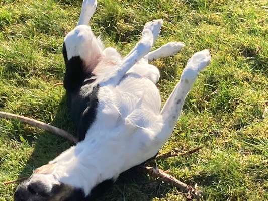 Fotochallenge No. 26                                     Wald und Wiese-Beitrag-Bild