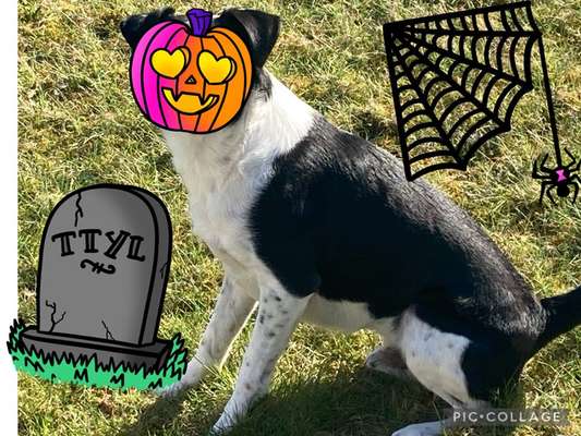 Fotochallange Nr.53 "HALLOWEEN"-Beitrag-Bild