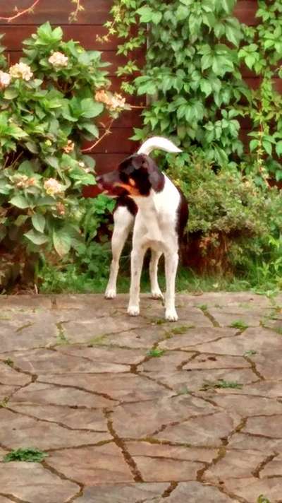 Die Dogorama Monats Challenge "Es grünt und blüht"-Beitrag-Bild