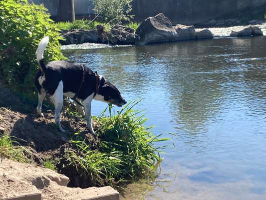 Hundetreffen-Spazieren 🐶-Bild