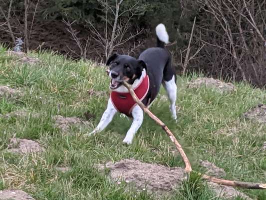 Challenge 23 : "  Euer Hund beim Frühlingserwachen "-Beitrag-Bild