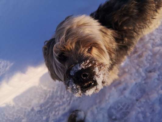 Tibet Terrier-Beitrag-Bild
