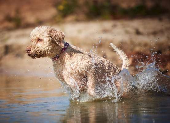 Dogorama-Monats-Challenge-Mai "Wasser"-Beitrag-Bild