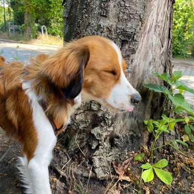 Hundetreffen-Spielfreunde gesucht-Bild