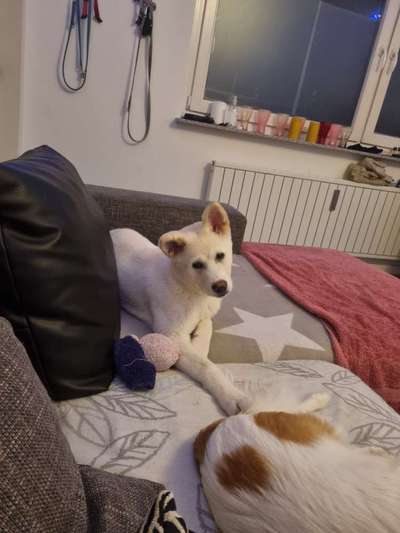 Akita Inu/American Akita (Mix) halter.-Beitrag-Bild