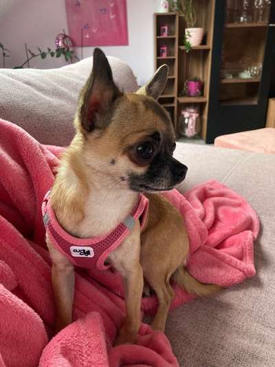 Welche Hunderasse-Beitrag-Bild