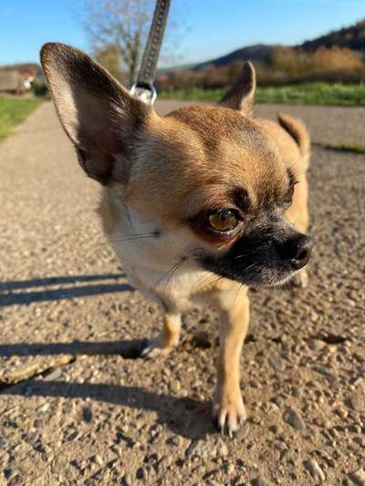 Foto's und Hundemodels-Beitrag-Bild