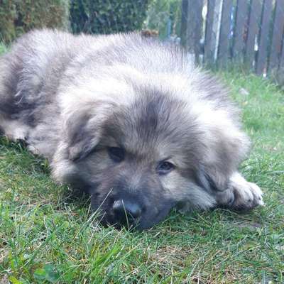 Hundetreffen-Welpentreffen Hundefreunde-Bild