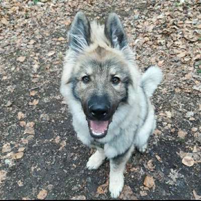 Hundetreffen-Spielfreunde, Spazieren und Trainieren-Bild