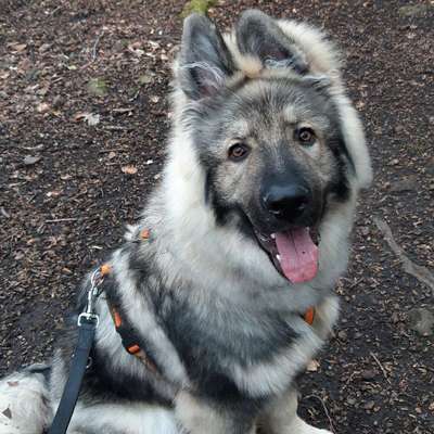 Hundetreffen-Hundefreunde zum spielen und trainieren-Bild