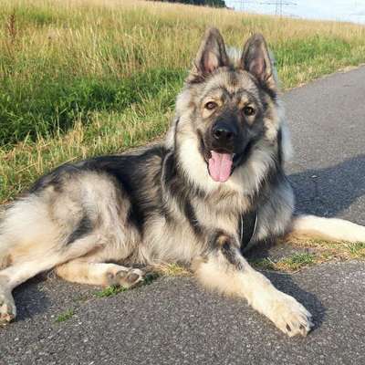 Hundetreffen-Hundefreunde zum spielen und trainieren-Bild