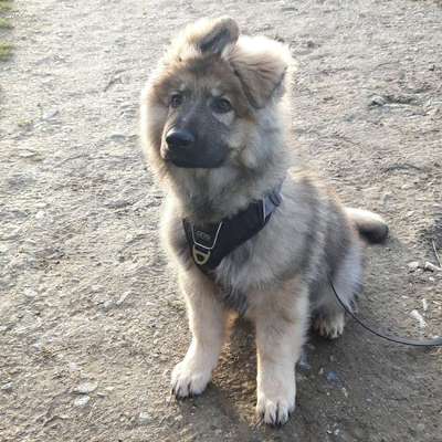 Hundetreffen-Welpentreffen Hundefreunde-Bild