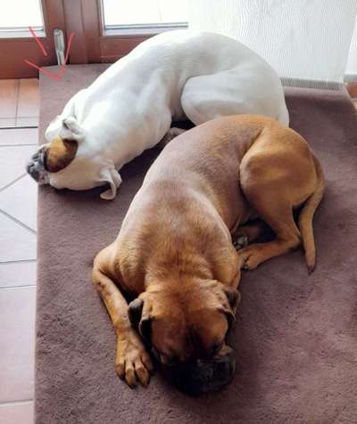 Deutsche Boxer-Beitrag-Bild