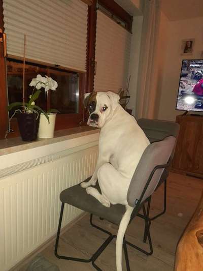 Welchen Hund hast du?-Beitrag-Bild