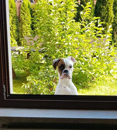 Die Dogorama Kalender Challenge Titelbild-Beitrag-Bild