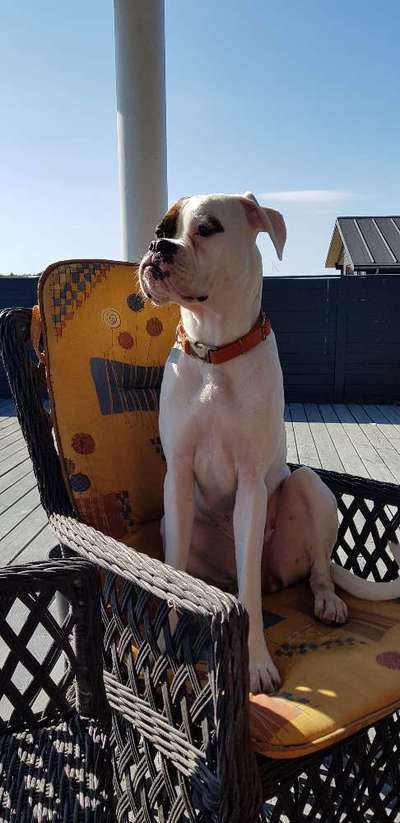 Deutsche Boxer-Beitrag-Bild